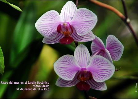 Paseo guiado del mes de enero: orquídeas