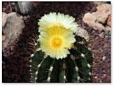 Visita monográfica de marzo del Jardín Botánico: Cactus y plantas crasas