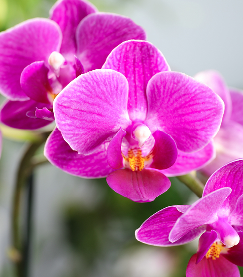 Paseo de las orquídeas