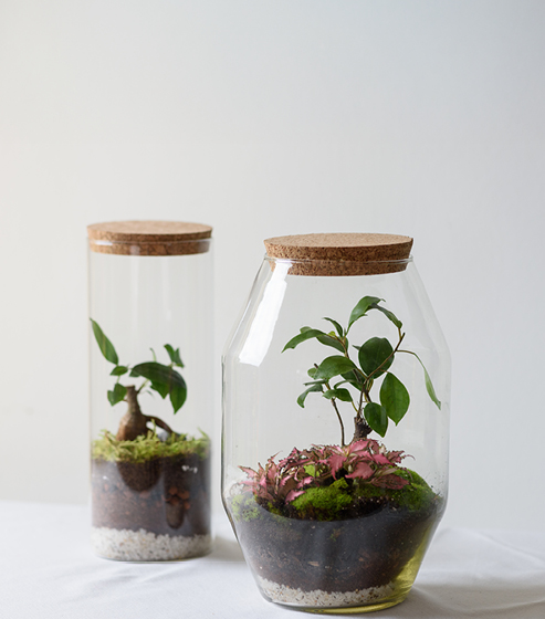Crea tu propio terrario